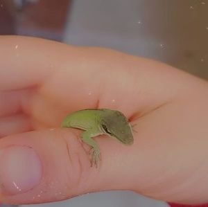 Meet your Posher, Dakota